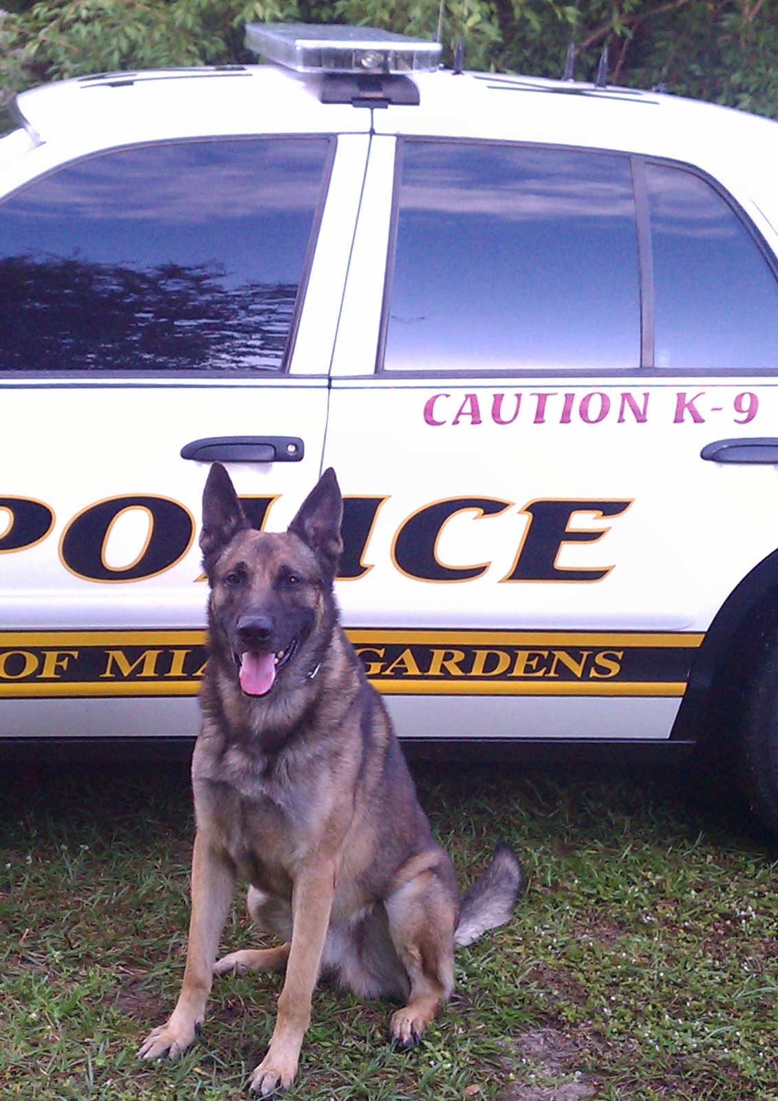 K9 Max | Miami Gardens Police Department, Florida K9 Max | Miami Gardens Police Department, Florida