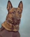 K9 Draco | Pontiac Police Department, Illinois