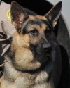 K9 Maco | Dinwiddie County Sheriff's Office, Virginia