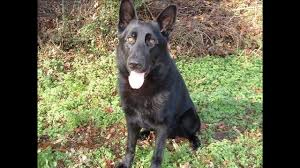 K9 Gorky | Davie County Sheriff's Office, North Carolina K9 Gorky | Davie County Sheriff's Office, North Carolina