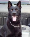 K9 Knight | Fayette County Sheriff's Office, Texas