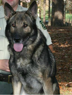 K9 Maros | United States Department of Agriculture - Forest Service Law Enforcement and Investigations, U.S. Government K9 Maros | United States Department of Agriculture - Forest Service Law Enforcement and Investigations, U.S. Government
