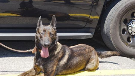 K9 Tanja | Walker County Sheriff's Office, Georgia K9 Tanja | Walker County Sheriff's Office, Georgia