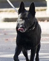K9 Kane | Clark County Sheriff's Office, Washington