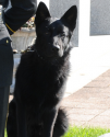 K9 Major | Orange Police Department, Connecticut