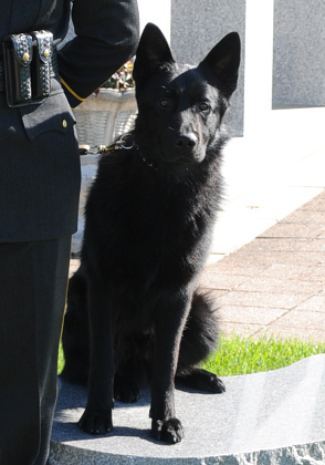 K9 Major | Orange Police Department, Connecticut K9 Major | Orange Police Department, Connecticut
