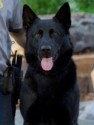 K9 Kye | Oklahoma City Police Department, Oklahoma