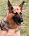 K9 Callahan | Saint Paul Police Department, Minnesota