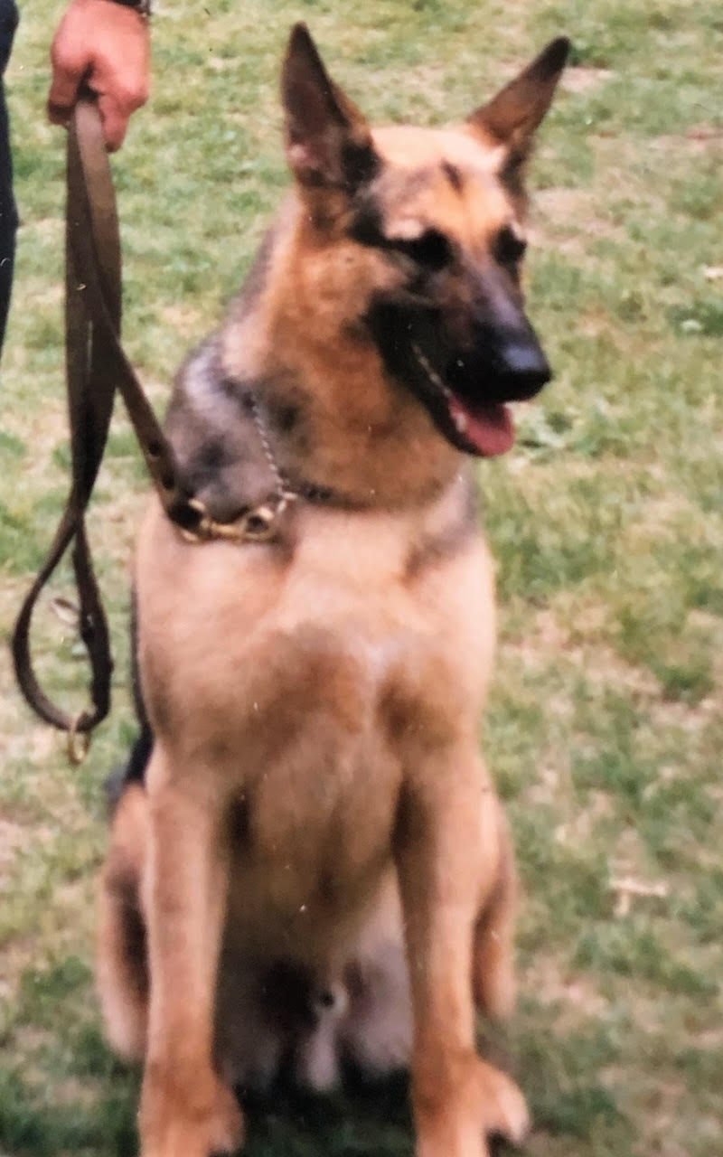 K9 Callahan | Saint Paul Police Department, Minnesota K9 Callahan | Saint Paul Police Department, Minnesota