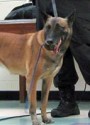 K9 Kela | Duplin County Sheriff's Office, North Carolina