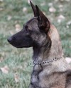 K9 Brunie | Kansas City Police Department, Missouri