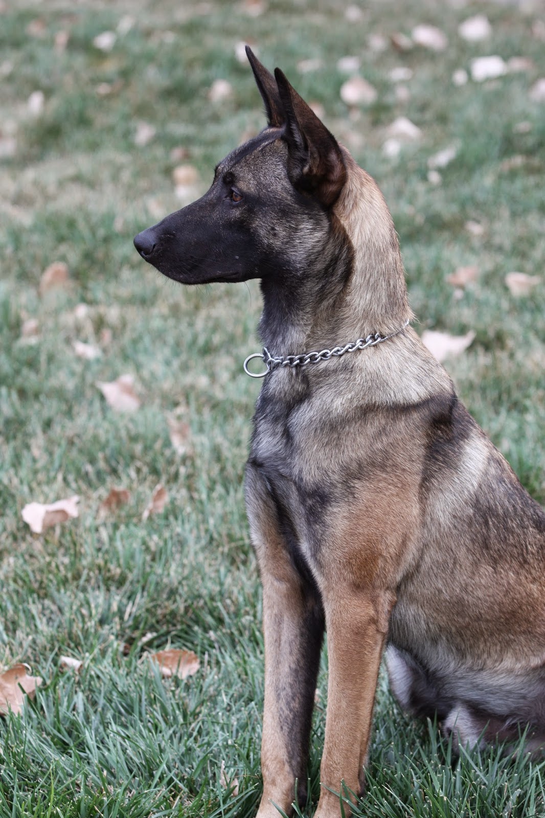 K9 Brunie | Kansas City Police Department, Missouri K9 Brunie | Kansas City Police Department, Missouri