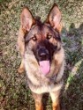 K9 Baron | St. Johns County Sheriff's Office, Florida