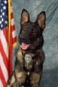 K9 Beny | Montville Police Department, Ohio