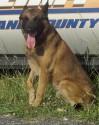 K9 Mako | Cleveland County Sheriff's Office, North Carolina