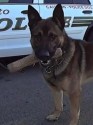 K9 Sultan | Riverside County Sheriff's Department, California