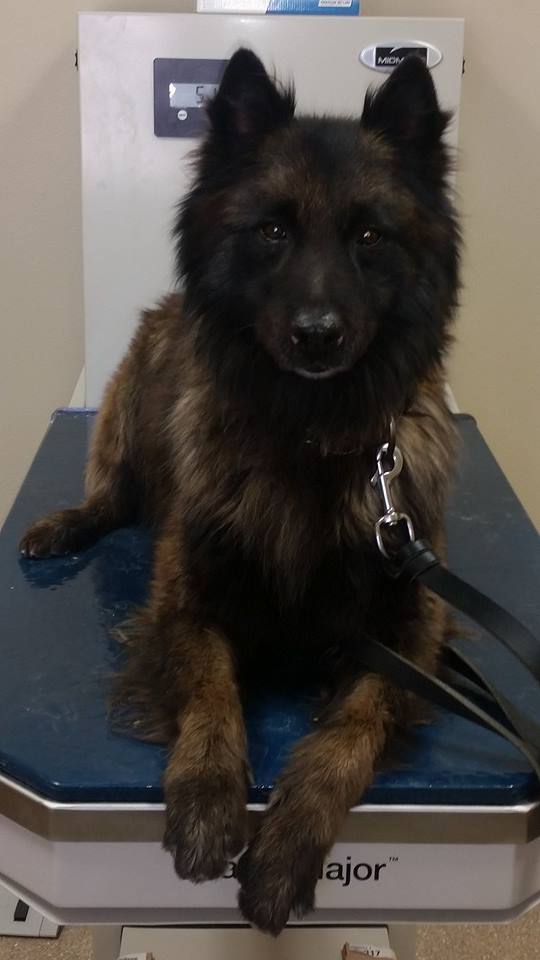 K9 Harry | Audubon County Sheriff's Office, Iowa K9 Harry | Audubon County Sheriff's Office, Iowa