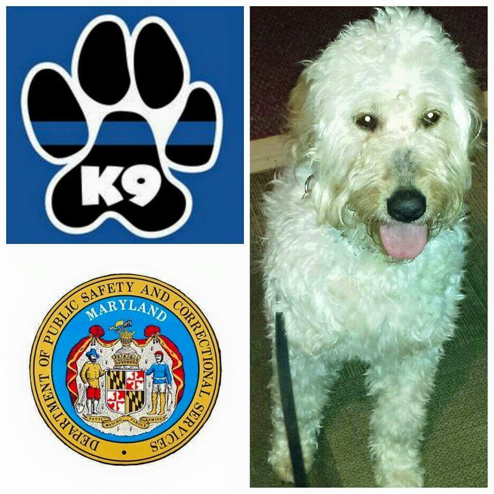 K9 Bella | Maryland Department of Public Safety and Correctional Services - Division of Correction, Maryland K9 Bella | Maryland Department of Public Safety and Correctional Services - Division of Correction, Maryland