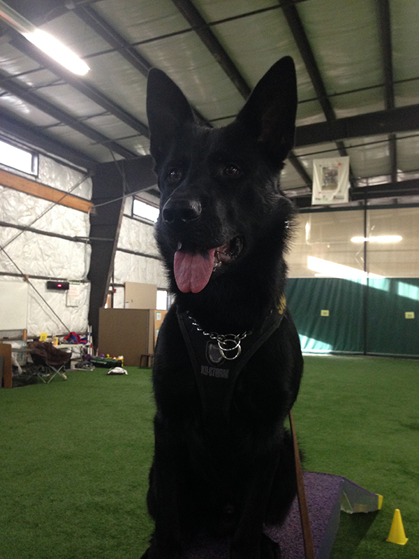 K9 Jimmy | King County Sheriff's Office, Washington K9 Jimmy | King County Sheriff's Office, Washington