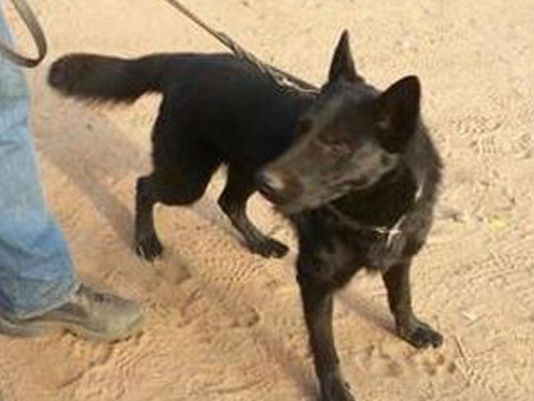 K9 Jimmy | King County Sheriff's Office, Washington K9 Jimmy | King County Sheriff's Office, Washington