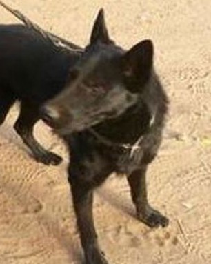 K9 Jimmy | King County Sheriff's Office, Washington K9 Jimmy | King County Sheriff's Office, Washington