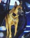 K9 Rik | Bonneville County Sheriff's Office, Idaho
