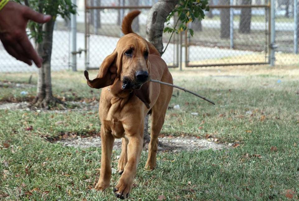 K9 Jimmy | Hialeah Police Department, Florida K9 Jimmy | Hialeah Police Department, Florida