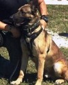 K9 Hector | Hialeah Police Department, Florida