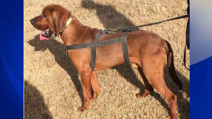 K9 Blue | Georgetown County Sheriff's Office, South Carolina K9 Blue | Georgetown County Sheriff's Office, South Carolina