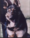 K9 Ado | Maricopa County Sheriff's Office, Arizona