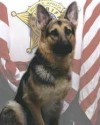 K9 Cero | Ashtabula County Sheriff's Department, Ohio