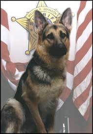 K9 Cero | Ashtabula County Sheriff's Department, Ohio K9 Cero | Ashtabula County Sheriff's Department, Ohio