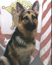 K9 Cero | Ashtabula County Sheriff's Department, Ohio K9 Cero | Ashtabula County Sheriff's Department, Ohio