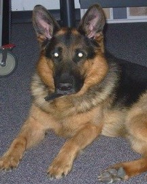 K9 Baston | Savannah State University Police Department, Georgia K9 Baston | Savannah State University Police Department, Georgia