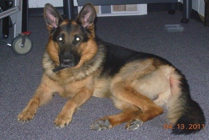 K9 Baston | Savannah State University Police Department, Georgia K9 Baston | Savannah State University Police Department, Georgia