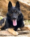 K9 Gero | Grand Junction Police Department, Colorado