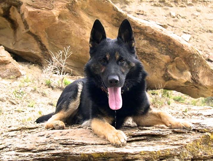 K9 Gero | Grand Junction Police Department, Colorado K9 Gero | Grand Junction Police Department, Colorado