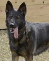 K9 Falko | Toledo Police Department, Ohio
