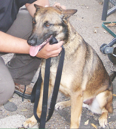 K9 Jola | Jim Wells County Sheriff's Office, Texas K9 Jola | Jim Wells County Sheriff's Office, Texas