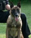 K9 Ike | Vancouver Police Department, Washington