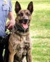 K9 Dutch | Minneapolis Police Department, Minnesota