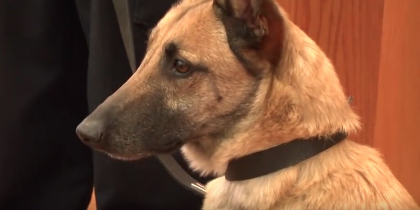 K9 Koa | Lander Police Department, Wyoming K9 Koa | Lander Police Department, Wyoming