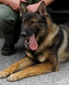 K9 Hyco | Anderson County Sheriff's Office, South Carolina