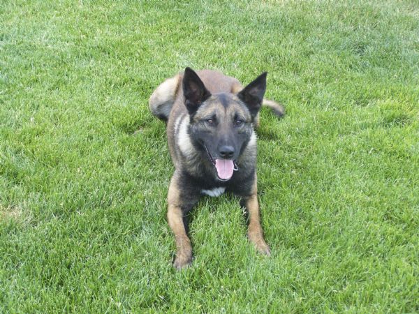 K9 Koda | Midvale Police Department, Utah K9 Koda | Midvale Police Department, Utah