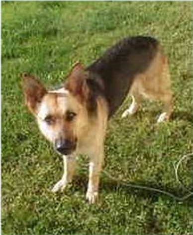 K9 Arco | Marion County Sheriff's Office, Indiana K9 Arco | Marion County Sheriff's Office, Indiana