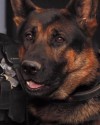 K9 Jethro | Canton Police Department, Ohio