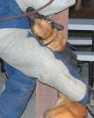 K9 Krijger | Norfolk Police Department, Virginia K9 Krijger | Norfolk Police Department, Virginia