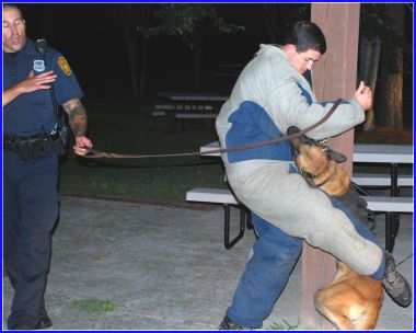 K9 Krijger | Norfolk Police Department, Virginia K9 Krijger | Norfolk Police Department, Virginia