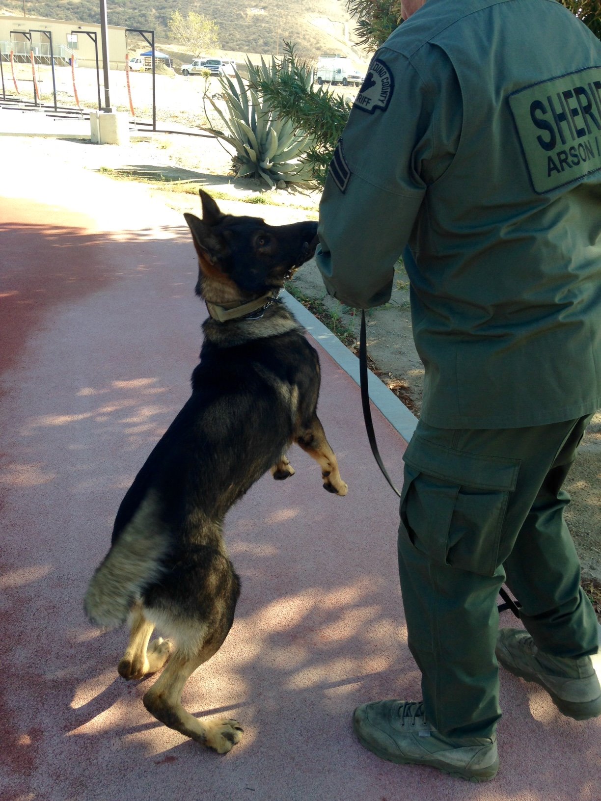 K9 Jojo | San Bernardino County Sheriff's Department, California K9 Jojo | San Bernardino County Sheriff's Department, California