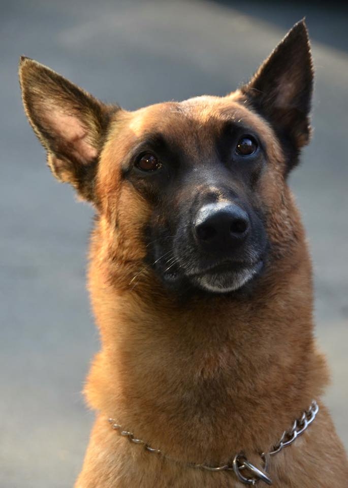 K9 Jag | Twin Rivers Unified School District Police Department, California K9 Jag | Twin Rivers Unified School District Police Department, California